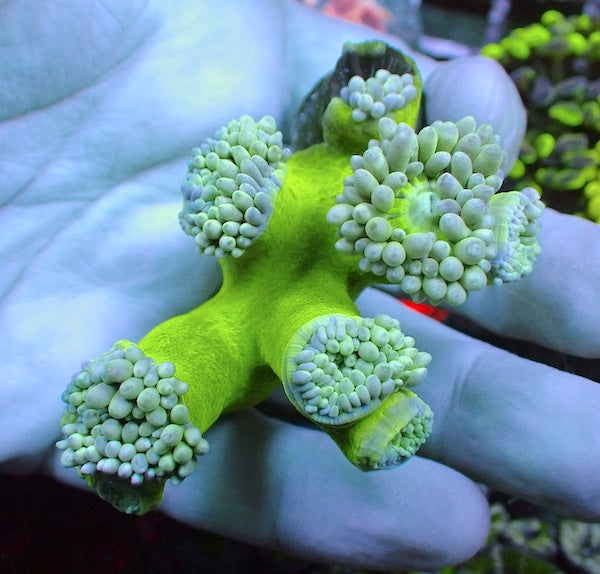 WYSIWYG 122 Fluoro Green Stem Duncan Colony