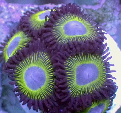Mean Green Zoa 5 Polyps