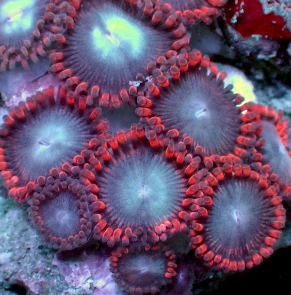 Spiderman Zoa 5 Polyps