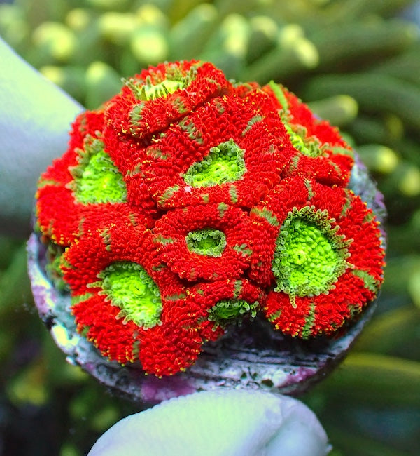 WYSIWYG 241 Metallic Red/Green Micromussa