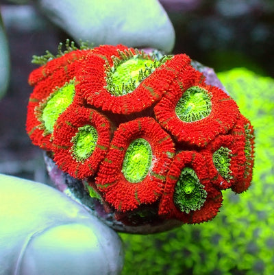 WYSIWYG 181 Metallic Red/Green Micromussa