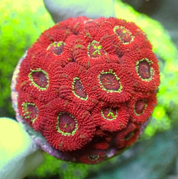 WYSIWYG 175 Red/Purple Micromussa