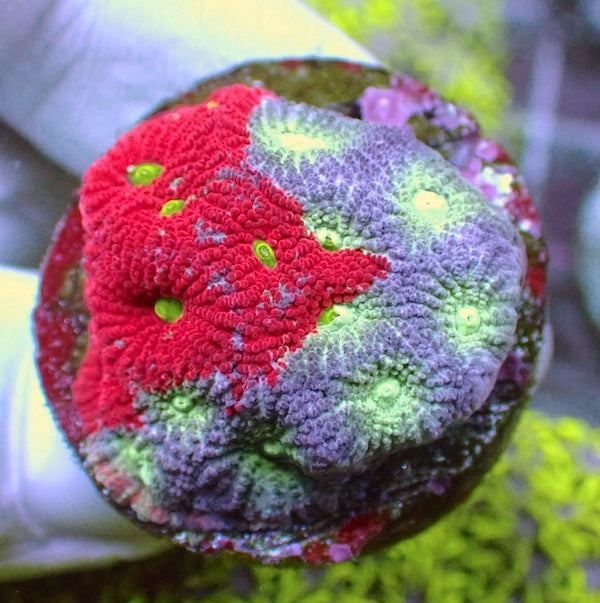 Red/Turquoise Grafted War Favites