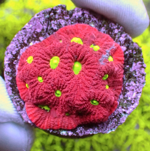 Red Dominant War Favites