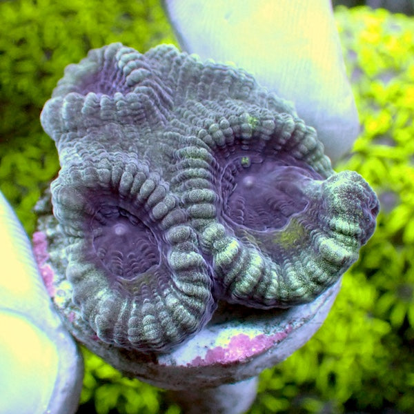 Blue Hole Favia Frag
