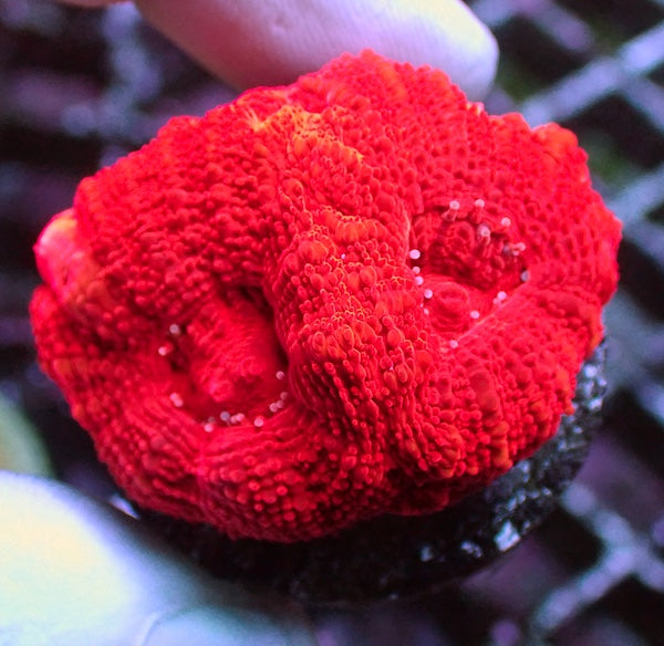 WYSIWYG 213 Hot Poker Acan bowerbanki