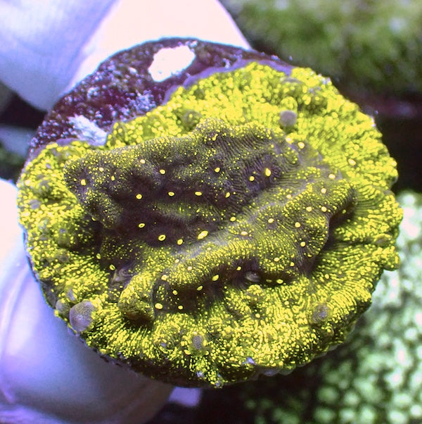Oil Slick Leptoseris Frag