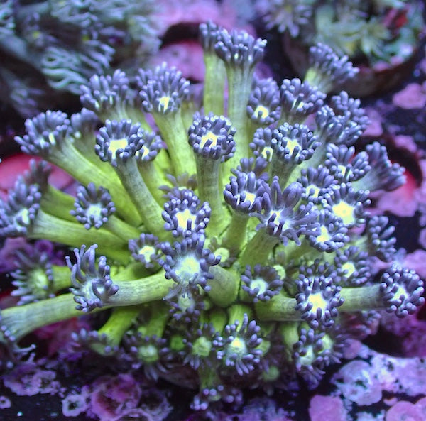 Medusa Goniopora Colony