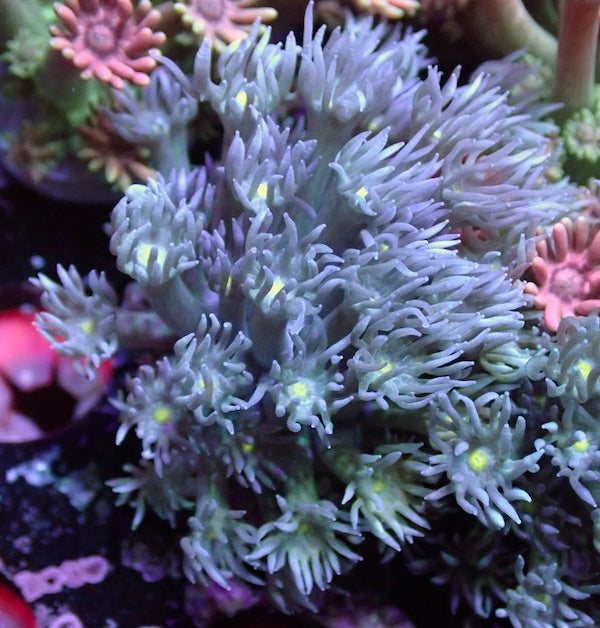 Starry Night Goniopora