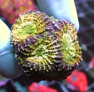 Lemon N Lime Acan echinata