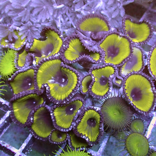 WYSIWYG 142 Green Paly Grandis Colony