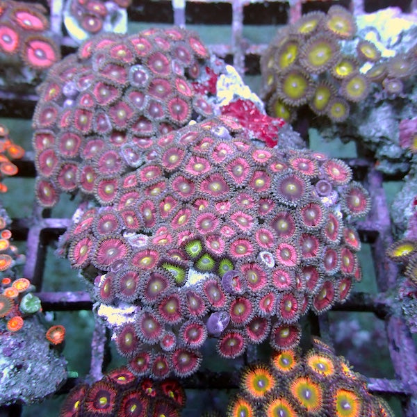 WYSIWYG 138 Pink Zoa Colony
