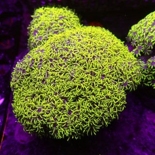 Green/Pink Centre Star Polyp Colony