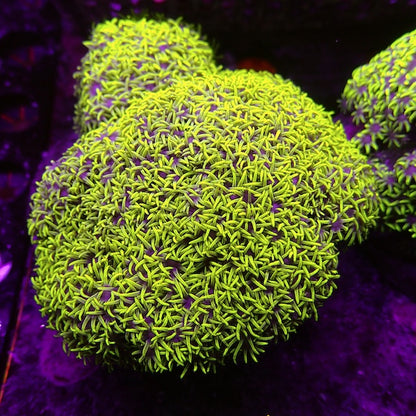 Green/Pink Centre Star Polyp Colony