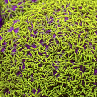 Green/Pink Centre Star Polyp Colony