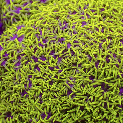 Green/Pink Centre Star Polyp Colony