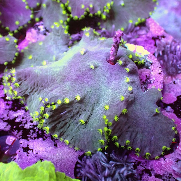 WYSIWYG 21 RARE Flying Saucer Cabbage Coral