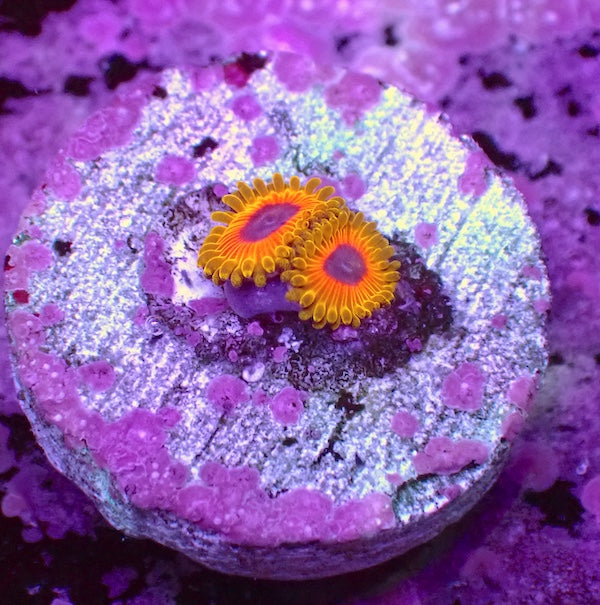 WYSIWYG 164 Great Owl Zoa