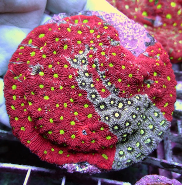 WYSIWYG 143 Grafted War Favites Colony