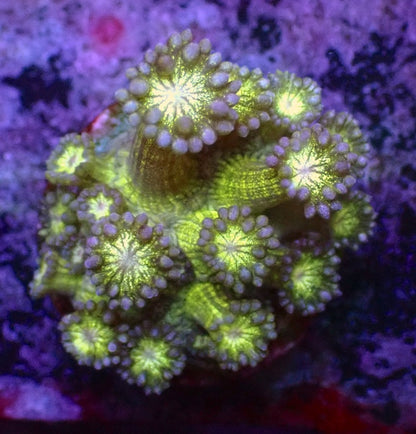 Purple Glitter Goniopora