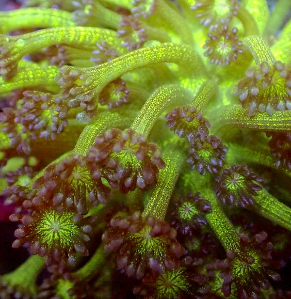 Purple Glitter Goniopora