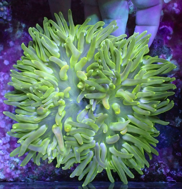 Long Tentacle Anemone WYSIWYG 6