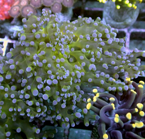 WYSIWYG 48 Lilac Tip Green Mouth Branching Frogspawn