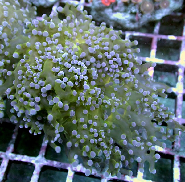 WYSIWYG 339 Lilac Tip Green Mouth Branching Frogspawn