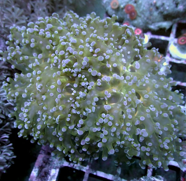 WYSIWYG 49 Lilac, Lemon & Green Branching Frogspawn