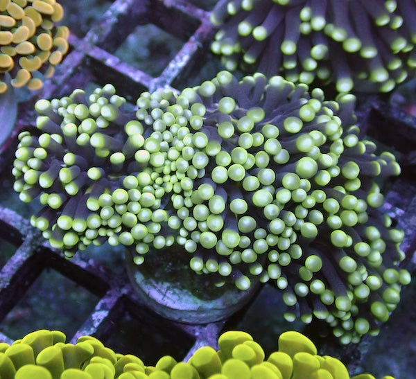 WYSIWYG 37 Blue/Green Pale Stem Euphyllia cristata 3 Fused Polyps