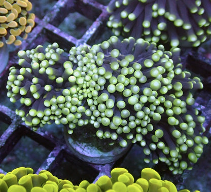WYSIWYG 37 Blue/Green Pale Stem Euphyllia cristata 3 Fused Polyps