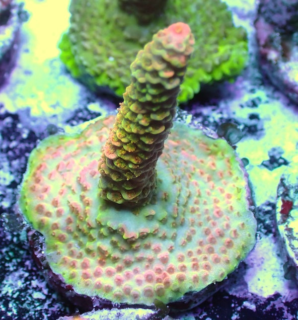WYSIWYG 82 Pink/Green Acropora milli