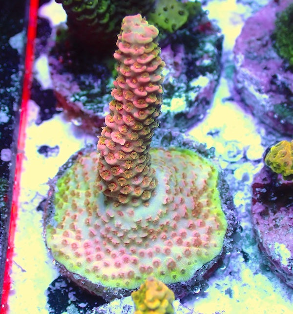 WYSIWYG 104 Rose Pink Acropora milli