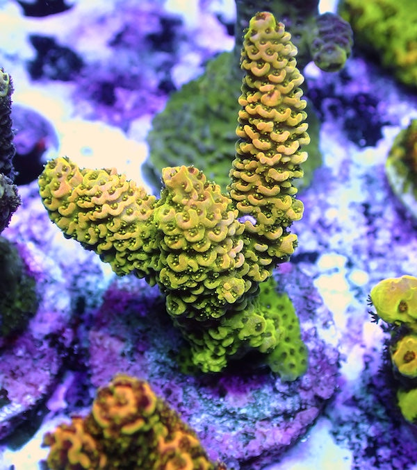 WYSIWYG 83 Sunset Acropora milli