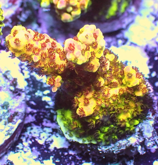WYSIWYG 78 LC Rainbow Acropora