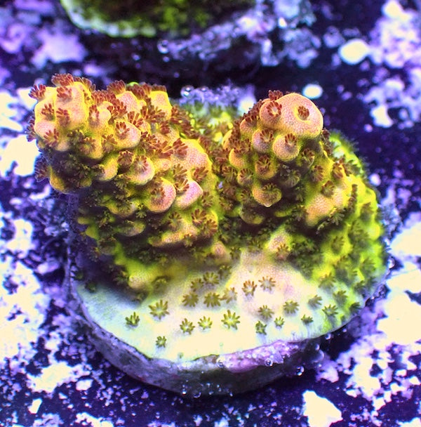 WYSIWYG 103 LC Rainbow Acropora