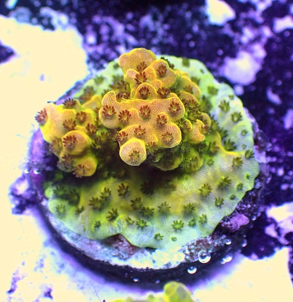 WYSIWYG 273 LC Rainbow Acropora