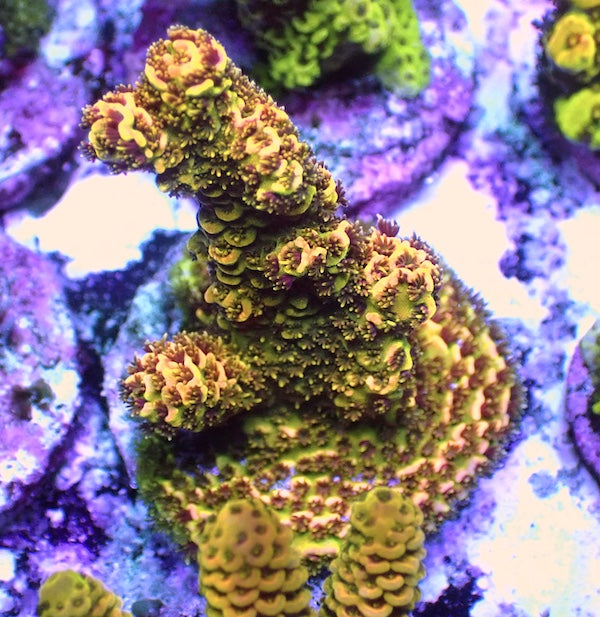 WYSIWYG 97 Bronze Goddess Acropora milli