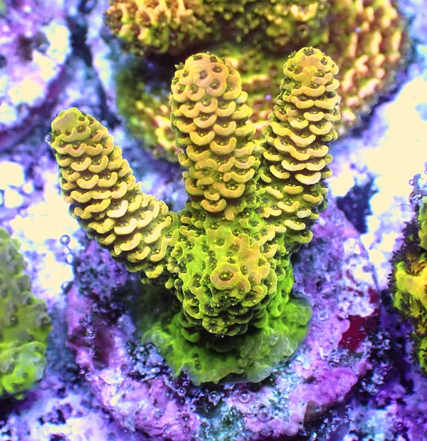 WYSIWYG 81 Sunset Acropora milli