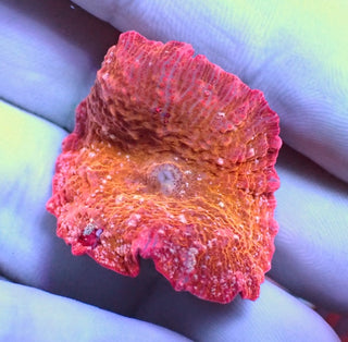 WYSIWYG 4 Orange/Pink with white fleck Jawbreaker mushroom