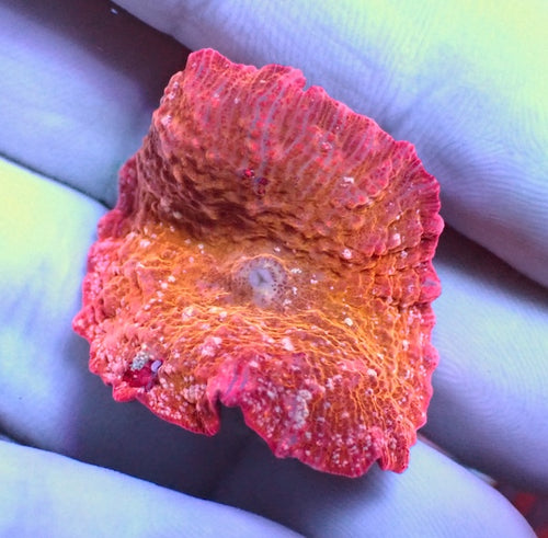 WYSIWYG 4 Orange/Pink with white fleck Jawbreaker mushroom