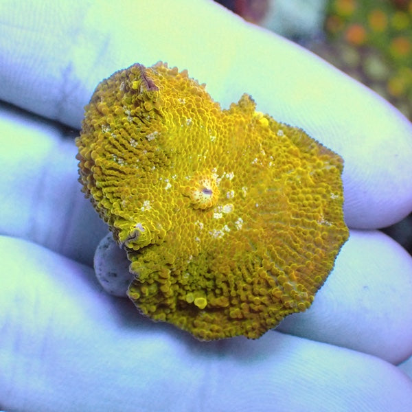 WYSIWYG 95 Yellow Jawbreaker Mushroom Polyp