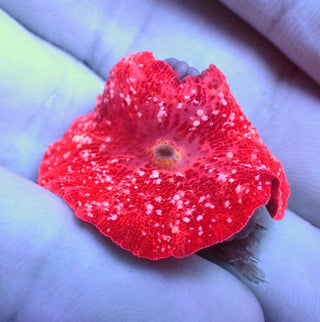 WYSIWYG 92 Red/Pink Jawbreaker Mushroom with White Spots
