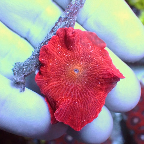 WYSIWYG 7 Red with White Flecks Jawbreaker Mushroom