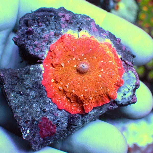 WYSIWYG 134 Orange/White Fleck Jawbreaker Mushroom