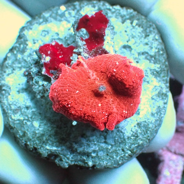 WYSIWYG 151 Red with White Fleck Jawbreaker Mushroom SM