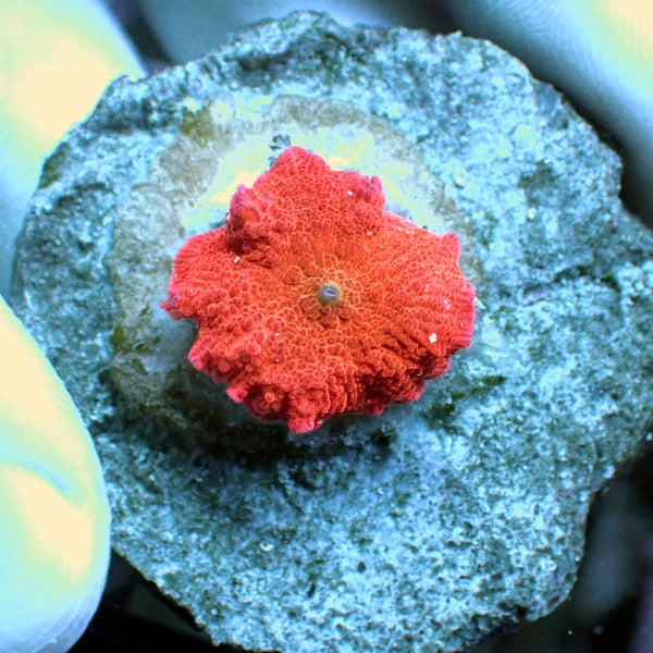 WYSIWYG 148 Red with White Fleck Jawbreaker Mushroom SM