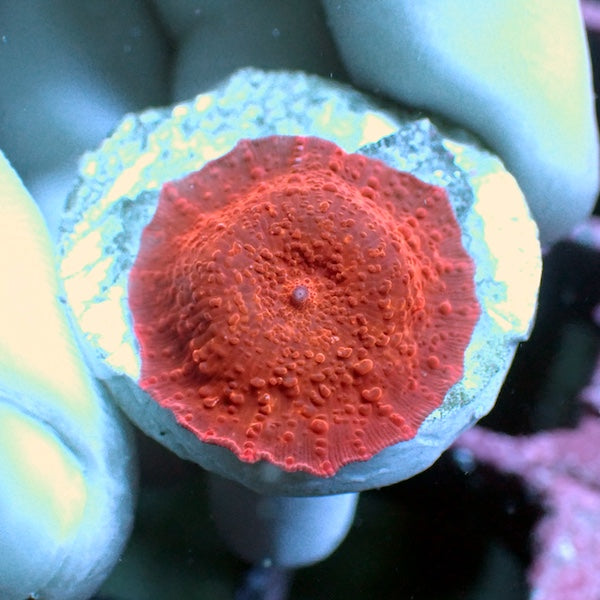 WYSIWYG 21 Red Velvet Mushroom