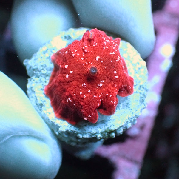 WYSIWYG 35 Red with White Fleck Jawbreaker Mushroom SM