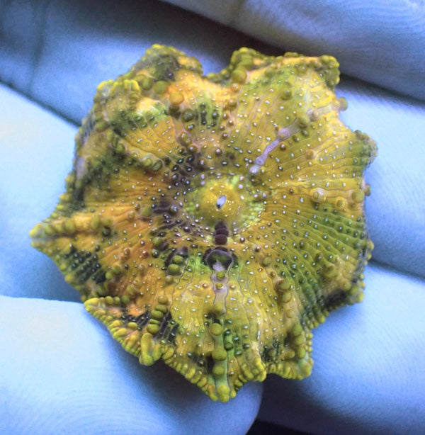 WYSIWYG 166 Yellow/Green Psych Marble Mushroom